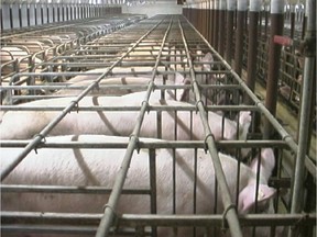 CP-Web. The Canadian practice of housing breeding pigs in sow stalls is being called into question by the Canadian Coalition for Farm Animals.  The cover photo of the group's new report, shown here, was taken from a video shot in 2004 of a farm in the Chaudière-Appalaches region of Quebec.  Sow stalls may not be used in Florida as of 2008 or Europe after 2013 where they are being phased out on animal welfare grounds.  (CCNMATTHEWS PHOTO/Global Action Network) ORG XMIT: CCN110