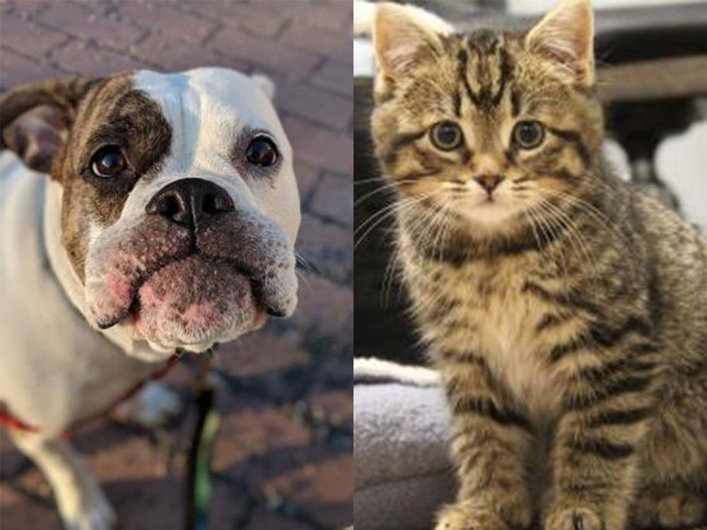 Looking to adopt a cat or dog? It's free today at Montreal's SPCA Montreal Gazette