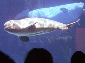 Critics say Bill S-203 is “designed to shut down one business in Canada” since Marineland, a theme park in Niagara Falls, Ont., is the only facility with an active whale program.