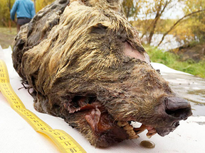 The 40,000-year-old head of a Pleistocene wolf discovered in the Siberian permafrost.