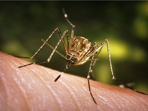 The best way to steer clear of the West Nile virus is to avoid mosquito bites, Pierre Pilon says.
