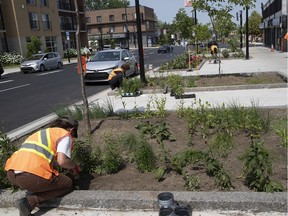 A site near the intersection of Laurentien and Gouin Blvds. will feature plants like clover that naturally fertilize the soil and conserve water — thereby reducing the cost of maintenance — rather than the standard neatly mowed grass of most municipal plots.