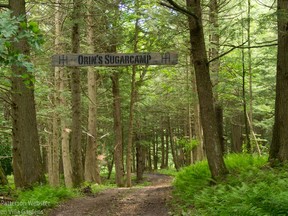 Oversized tin maple leaves hang from branches of spruce, pine and hemlock around a recreation of a sugar camp at Glen Villa named to remember Orin Gardner, a farmer who once made maple syrup on the site.