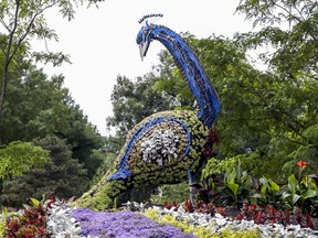 Topiary peacock located in Windsor Park in Dorval.