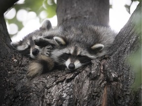 A couple of raccoons relax in a tree away from the sun in Villeray July 28, 2019.