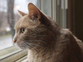 Montreal police are looking for a suspected cat killer on the West Island. (file photo)