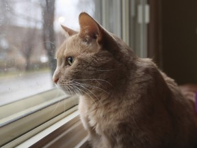 Declawing cats is still legal in Quebec but the Ordre des médecins vétérinaires du Québec hopes its education campaigns will discourage pet owners' demands and veterinarians' willingness to comply.