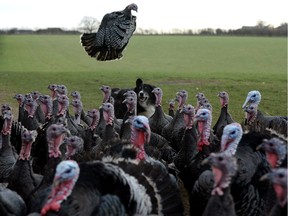 heepdog Otto rounds up a flock of organic, free range, bronze-feathered turkeys at Hook House Farm on December 9, 2013 in Kirby Fleetham, England. "While there is little scientific consensus that organic food, grown without pesticides and antibiotics, is directly beneficial to our health, one thing seems certain: that avoiding antimicrobial use in agriculture will save our children from superbugs," Adam Hofmann writes.