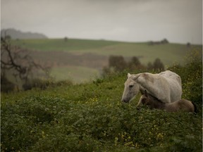 There is no treatment for “locoism,” and farmers who allow their animals to graze in pastures have to scout for locoweeds and try to control them with herbicides.