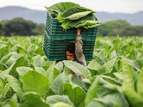 A worker carries boxes with tobacco leaves at a farm in Nicaragua. When tobacco's active ingredient was isolated by German chemists Wilhelm Heinrich Posselt and Karl Ludwig Reimann in 1828, they named the oily liquid “nicotine.”