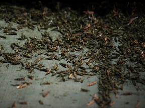 Grasshoppers swarm a sidewalk a few blocks off the Strip on July 26, 2019 in Las Vegas, Nevada. - Massive swarms of grasshoppers have descended on the Las Vegas Strip this week, startling tourists and residents as they pass through town on their northbound migration. Videos posted on social media show swarms of the bugs, called pallid-winged grasshoppers, converging on the bright neon lights of the Strip and sidewalks covered with the insects.
