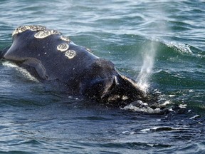 A North Atlantic right whale feeds on the surface of Cape Cod bay off the coast of Plymouth, Mass., on March 28, 2018. Measures taken to protect North Atlantic right whales from being struck by ships and getting caught in fishing gear may not be doing enough to prevent more whales from being hurt or killed in Atlantic Canada, according to data contained in a new federal scientific review.