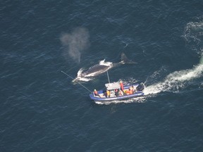 Crew members attempt to disentangle a whale in the Gulf of St. Lawrence in a handout photo. Poor weather conditions have forced a whale rescue team to postpone its bid to disentangle a North American right whale from fishing gear. The federal Fisheries Department issued a statement late Sunday saying Campobello Whale Rescue Team was unable to help the 18-year-old whale, which has been tangled in fishing gear in the Gulf of St. Lawrence for at least two weeks.