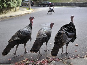 Wild turkeys walk along a street in a residential neighborhood in Brookline, Mass. September 27, 2017.