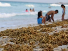 Tourists play on a beach covered with seaweed in Cancun, Mexico. There are some 10,000 species of seaweed with a diversity of flavour and nutritional properties, Joe Schwarcz writes.