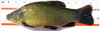 Know your tench. Native to parts of Europe and Asia, it has been known to grow to 70 centimetres long.