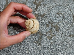 Ingrid Birkin from McGill University's Redpath Museum compares a shell to that of a shell fossil found in the stone outside the Mount-Royal Club in Montreal September 2008.