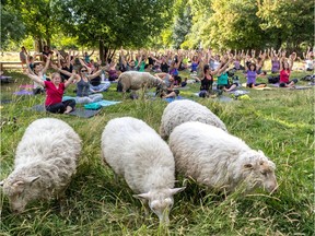 Yoga teacher Laurence Sauvageau leads a sheep yoga class at Maisonneuve Park in Montreal on Tuesday August 13, 2019. It's called eco-grazing, the sheep "mow" the lawn all the while increasing microbial activity in the soil. Dave Sidaway / Montreal Gazette ORG XMIT: 62984