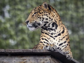 The jaguar Kuwan came to the Granby Zoo from Seattle's Woodland Park Zoo in 2014.