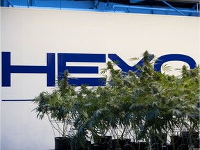 Cannabis plants are seen in Hexo's greenhouse in Gatineau.