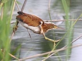 The least bittern, one of the smallest herons in the world and a species at risk, has been spotted in swampland just north of the Trudeau International Airport. Birders want the area protected from development. Credit: Larry Lafleur