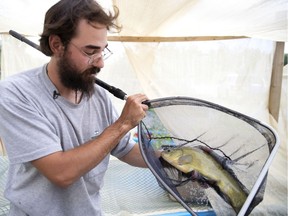 “The tench is a very tough fish and very, very tolerant of harsh environmental conditions — that’s part of why he’s dangerous,” says McGill master's student Christophe Benjamin.