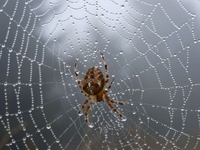 A spider is seen in its web.