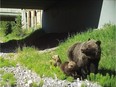An unmarked female grizzly with her two young cubs that officials have observed in close proximity to the Town of Canmore since May. Alberta Environment and Parks say the grizzly bear is very likely to be the same one encountered by Olympian Emma Lunder earlier this month (Courtesy Alberta Environment and Parks)
