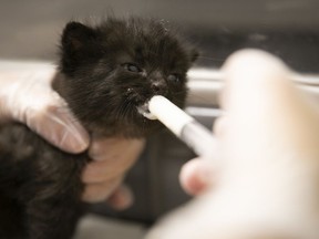 A two-week-old kitten is fed at Montreal's SPCA on July 30, 150 years after it was founded as the first animal-protection agency in Canada. "Inspection and public awareness are very, very important. Those are two pillars of its action, even today," says the author of a book about the agency's history.