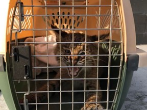 An officer tried to rescue a kitten. It turned out to be a bobcat.