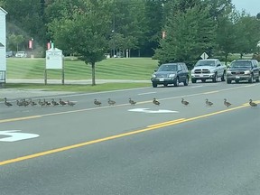 Ducks crossing the road brought traffic to a standstill in Maine.
