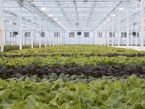 Plants growing at a greenhouse.