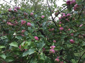 An apple tree that is part of a project to plant edible trees near a bike path in Ste-Anne-de-Bellevue.