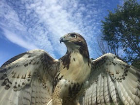 Falcon-Ed will do a live birds of prey in flight show at the Morgan Arboretum at 10:30 a.m. and 2:30 p.m., as part of the 'Naturally, Ste-Anne' activities, on Saturday. Pictured is their red-tailed hawk who is part of the show.