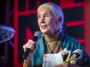 Jane Goodall answers questions after delivering the Beatty Lecture at McGill University in Montreal Thursday September 26, 2019.