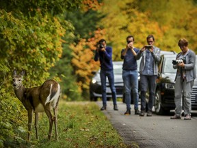 MONTREAL, QUE.: OCTOBER 5, 2017 -- Tourists stop to take pictures of a deer by the side of the road in Mont Tremblant Park north of Montreal Thursday October 5, 2017. (John Mahoney / MONTREAL GAZETTE) ORG XMIT: 59446 - 3862