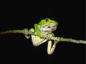 The frog with the scientific name "Phyllomedusa bicolor" secretes chemicals to deter predators. These are called kambo, as is a traditional purification ritual that makes use of them. The frog, which lives in the Amazon, is also known as a "giant leaf frog" and "giant monkey frog. Credit: Jean-Marc Hero via Wikimedia Commons