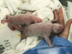 The Berlin panda Meng Meng gave birth to twins on August 31, 2019 as the zoo in the capital announced on September 2, 2019. The six-year-old "Meng Meng and her two kittens have survived the birth well and are in good health," explained Zoo Director Andreas Knieriem.