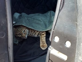 A woman picked up this injured bobcat and put it in her car next to a child's seat. Do not do that.