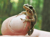 A tiny, elusive Western chorus frog.