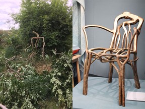Chairs grown on trees.