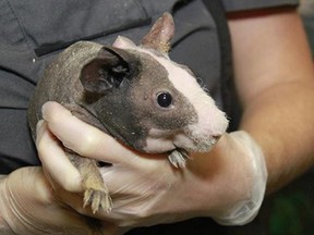 Skinny pig Chip was stolen from a pet store display.