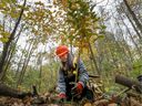 Veronique Sevigny plants a tree in Bois de l'Ile Bizard Oct. 16, 2019. Montreal is cutting down 40,000 diseased ash trees and replacing them with other species to encourage biodiversity. 