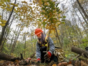 Veronique Sevigny plants a tree in Bois de l'Ile Bizard Oct. 16, 2019. Montreal is cutting down 40,000 diseased ash trees and replacing them with other species to encourage biodiversity.