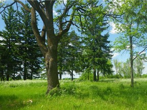 Montreal's executive committee approved the purchase of 9.8 hectares of green space in Ste-Anne-de-Bellevue for $5.1 million.