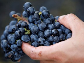 Wine grapes can have high levels of malic acid alongside a relatively tasteless acid called tartaric.