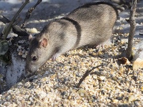 Rats dash in and out of a den on Somerled to snatch food in Montreal Friday February 2, 2018. (Allen McInnis / MONTREAL GAZETTE) ORG XMIT: 60139