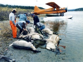 Caribou carcasses are pulled from the Caniapiscau River in northern Quebec. They were among almost 10,000 that drowned. This photo was published in the Montreal Gazette on Oct. 5, 1984.