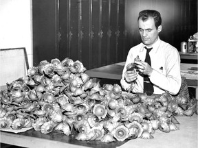 Veteran Jean-Louis Hébert puts the finishing touches on some poppies for the Canadian Legion's annual poppy fund appeal in this photo dated November 1955.