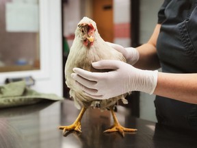 A chicken the Montreal SPCA named Beatrice is shown after receiving treatment. The hen was discovered in the back of a delivery truck bringing eggs to a grocery store on Thursday, Oct. 24, 2019.